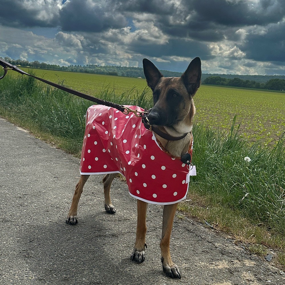 hunde-regen-decke_v1